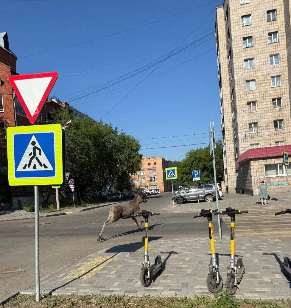 В&nbsp;центре Томска заметили молодых лосей