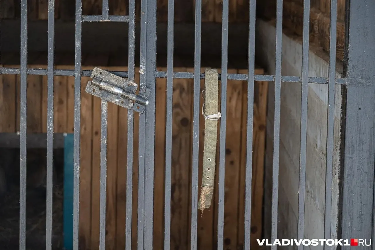 Директор парка-приюта прилетел из Москвы во Владивосток и выразил опасение, что медведицу Майю могли скрыть или уничтожить. Волонтёры сообщают, что животное более 20 лет содержалось в тяжёлых условиях — сначала в передвижном цирке, затем на притравочной станции.