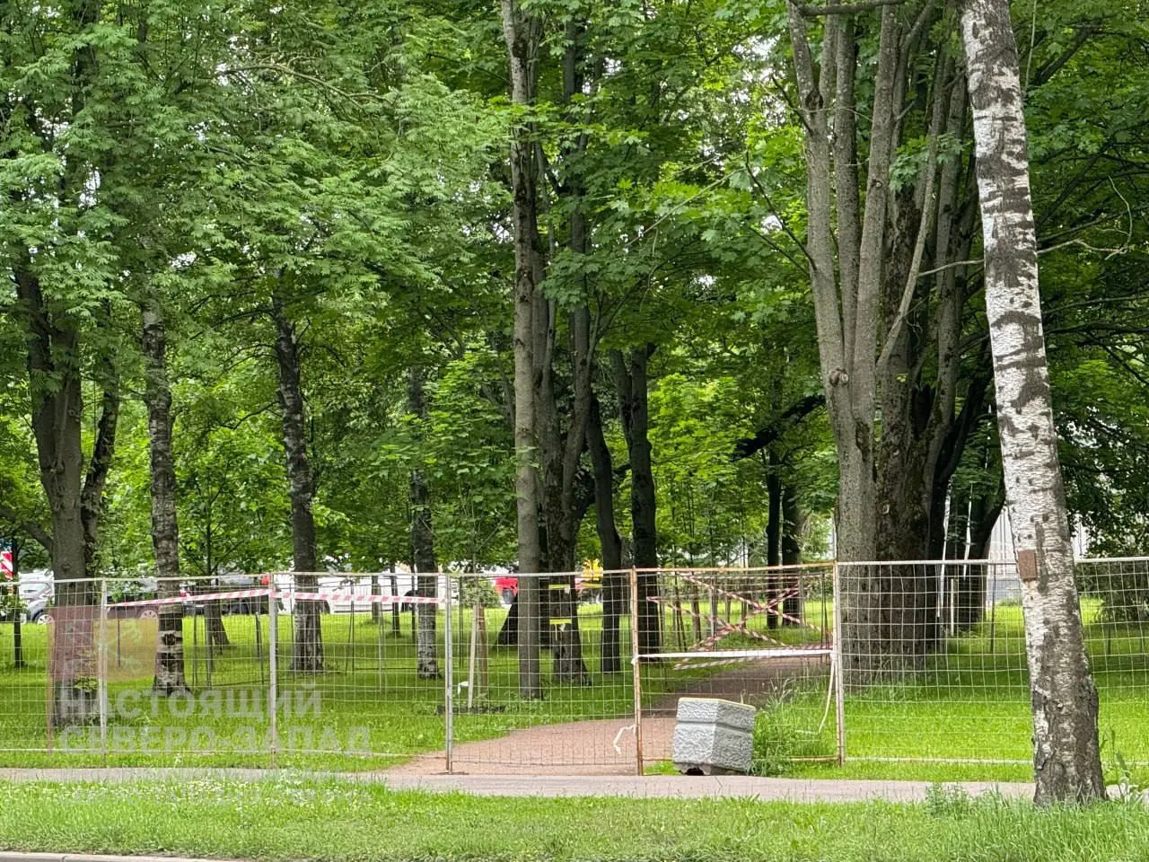 В Стародеревенском сквере на улице Савушкина снесли взрослые деревья в рамках «благоустройства»; петербуржцы возмущены отсутствием обсуждения и считают расход средств сомнительным.