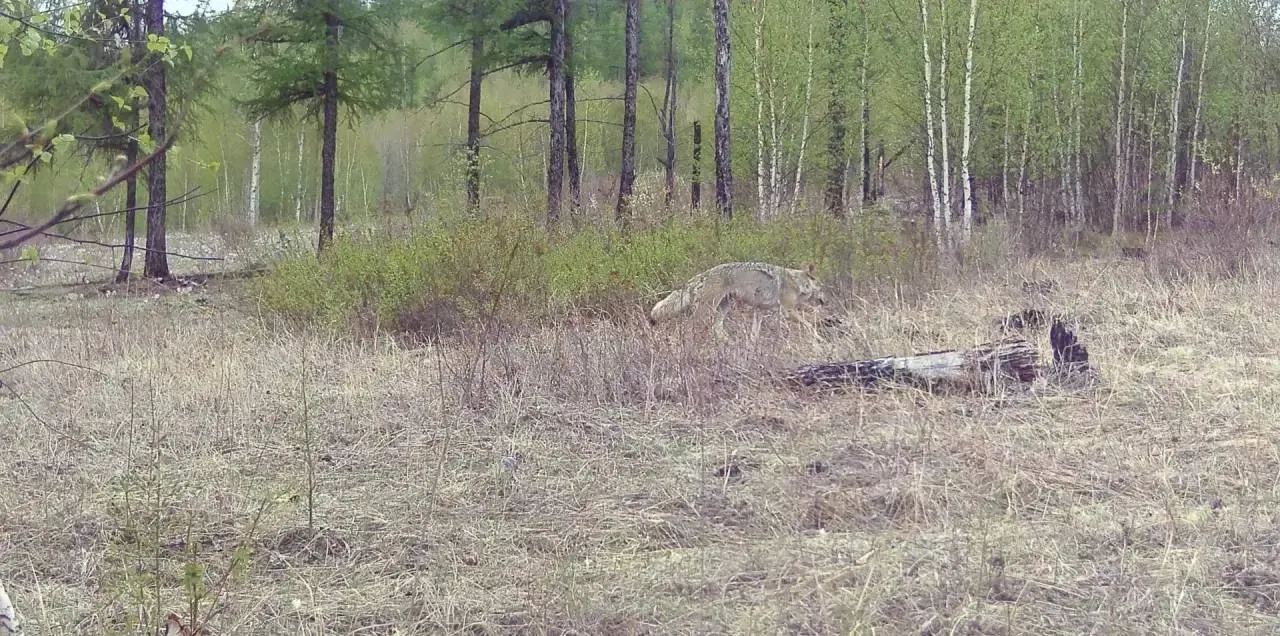 Фотоловушка в забайкальском лесу запечатлела волка и косулю, едва различимых на фоне сухой травы и кустарников. Природная маскировка и поведение животных помогают им скрываться от опасностей и добычи.