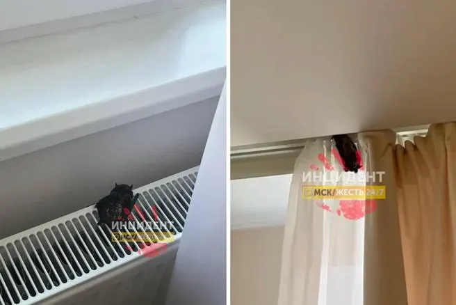 Животное попало в квартиру в ЖК «Зелёная река»: его поймали в коробку и выпустили на свободу. Специалисты напоминают о сезонной активности летучих мышей и правилах обращения с ними.