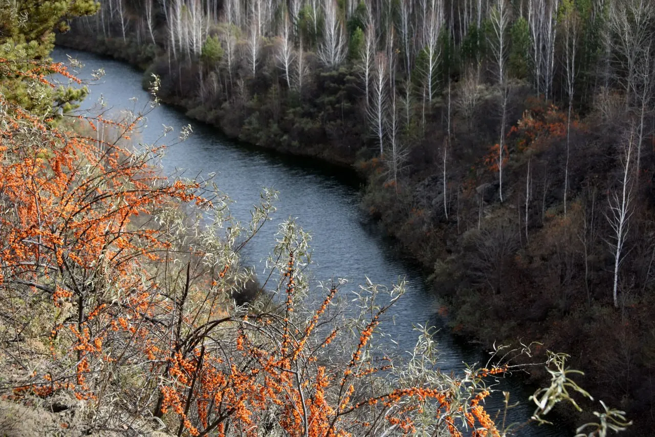 Брошенные разрезы часто заполняются водой и превращаются в озёра: склоны зарастают лесом и облепихой, а нарушенные места становятся новыми биотопами.