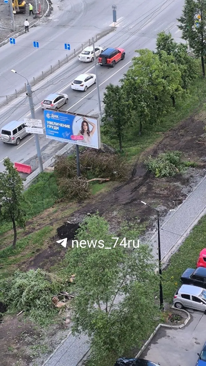 На участке между Чичерина и 40-летия Победы вырубили шаровидные ивы — это часть реконструкции улицы Братьев Кашириных стоимостью около миллиарда. По проекту на отрезке от Чичерина до Молодогвардейцев под снос попадают 119 деревьев.
