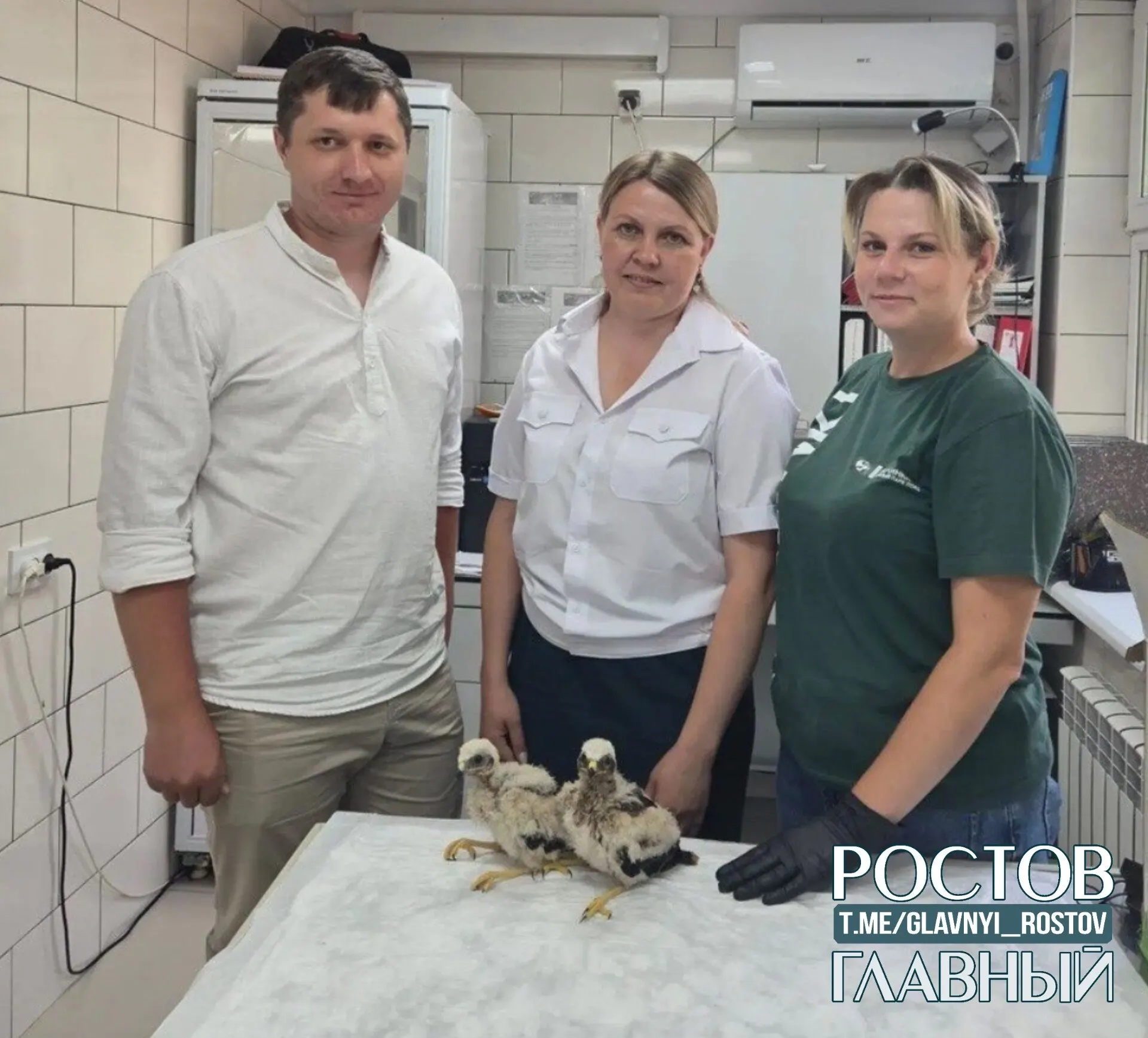 В&nbsp;Ростовской области спасли семейство ястребиных птенцов, найденных в&nbsp;поле