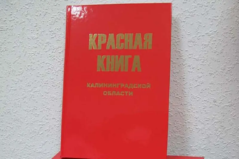 В Калининградской области стартовала работа над обновлённым изданием Красной книги региона: создана комиссия для научно‑методического сопровождения реестра редких и находящихся под угрозой исчезновения видов и подготовки экспертных рекомендаций.