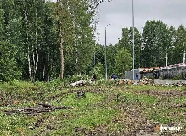 Жители заметили вырубку здоровых деревьев вдоль западной границы парка Сосновка. Рубка оформлена в марте 2026 года, в реестре не указано точное количество насаждений. Работы связаны с реконструкцией Лиственной улицы и обустройством пешеходной зоны.