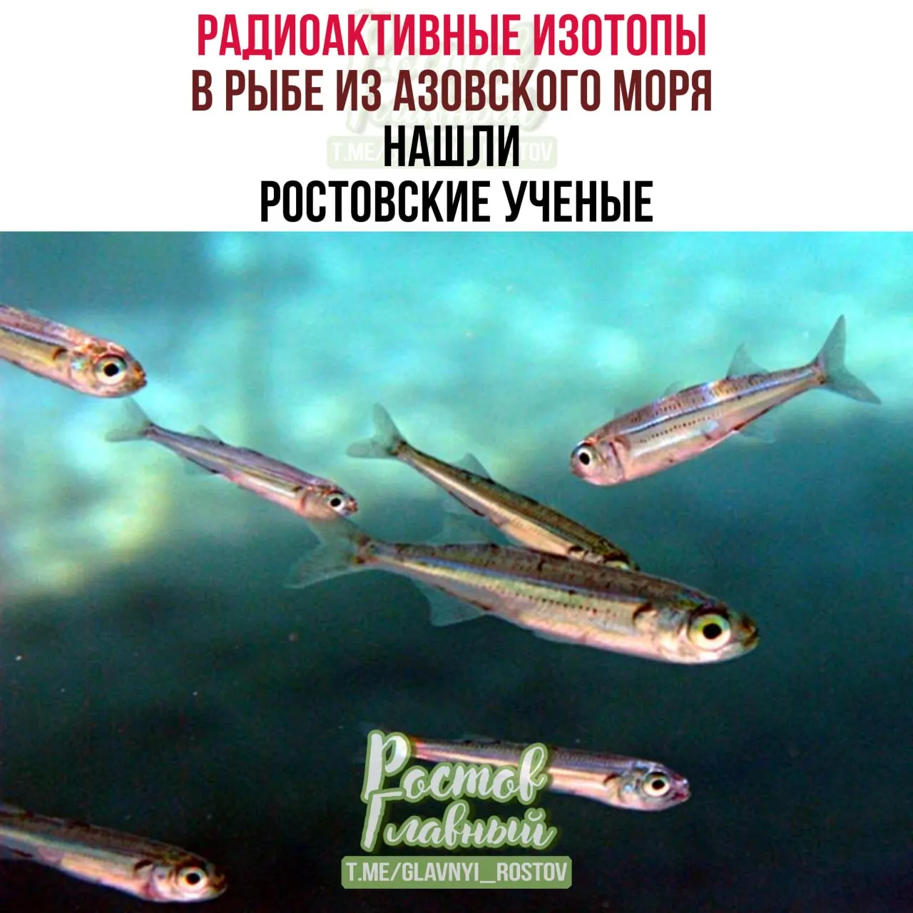 Ростовские учёные выявили стронций‑90 в атерине; в образцах также найдены ртуть, мышьяк, кадмий и свинец, но их концентрации ниже предельно допустимых уровней.