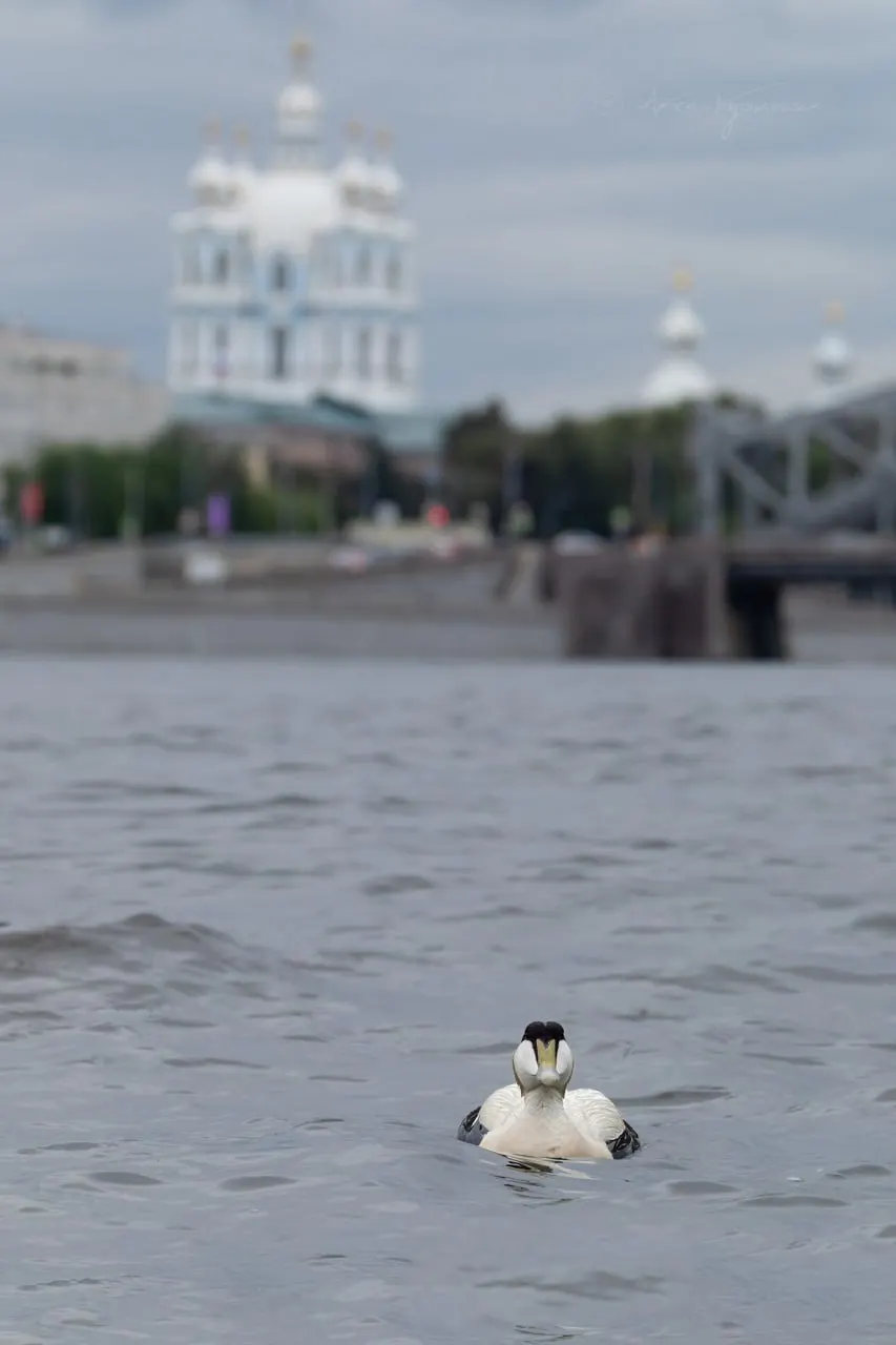 В Петербурге заметили гагу — арктическую морскую птицу, редко появляющуюся в черте города. Птицу сфотографировали на фоне Смольного собора.