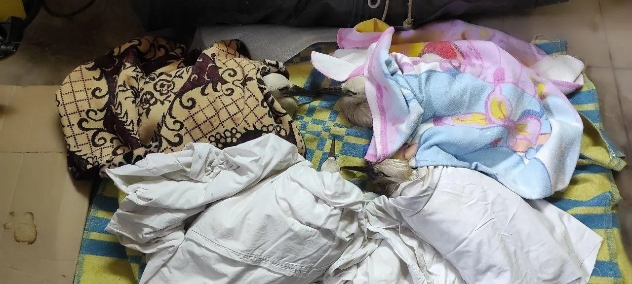 Во время ночного шторма 8 июля волонтёры собрали примерно 50 пострадавших птиц, в основном птенцов; в центр реабилитации за сутки поступило более 300 обращений о пострадавших животных.