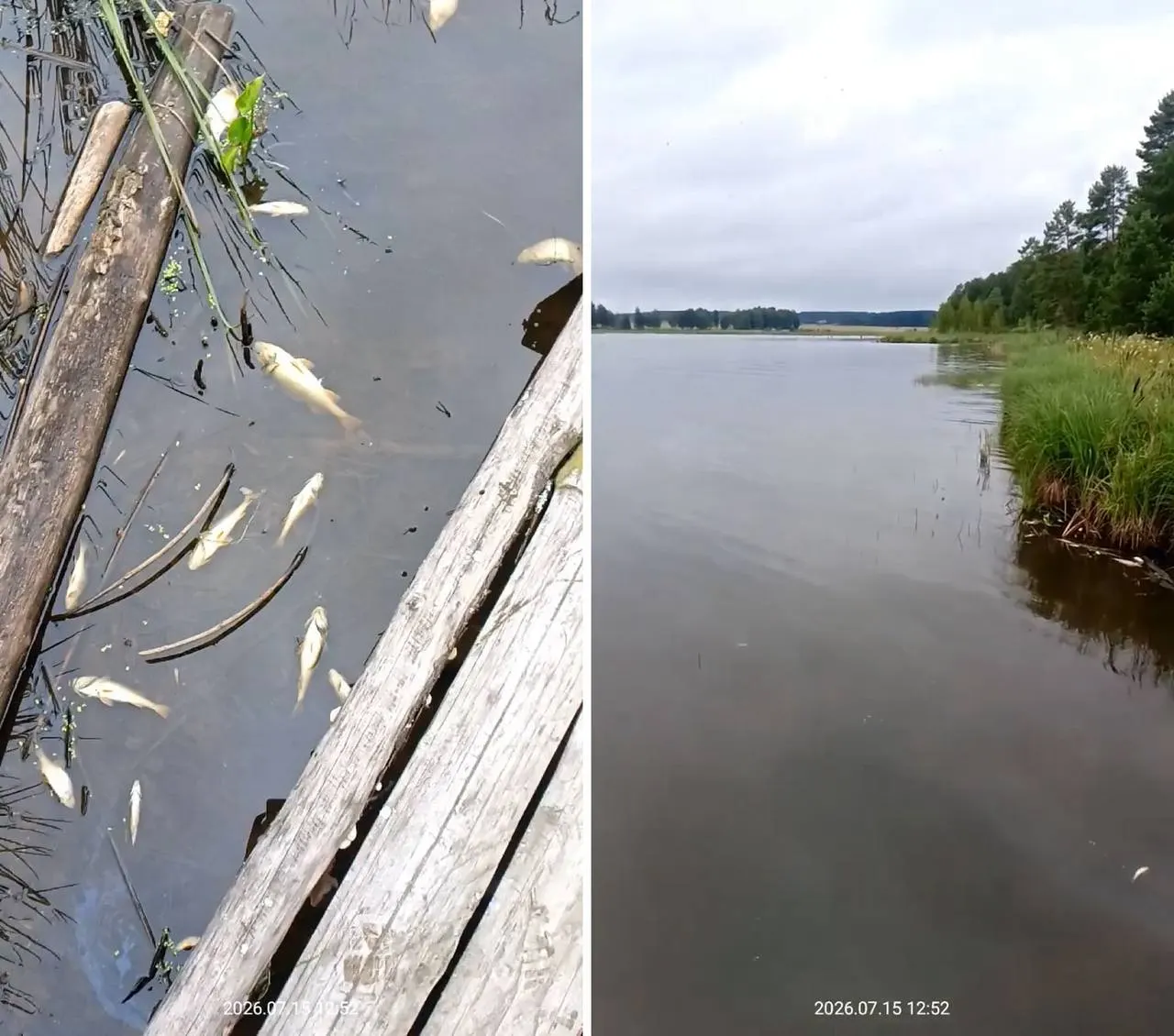 В Исинском водохранилище зафиксирована массовая гибель рыбы и загрязнение воды; администрация проводит проверку и усилила обработку на фильтровальной станции. Жителям рекомендуют отстаивать, кипятить и фильтровать воду.
