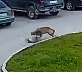 В окрестностях Суоярви в Карелии фиксируют стаю волков, которая выходит в населённый пункт по ночам. Жителей просят держать домашних животных в закрытых помещениях; с 1 августа начнётся сезон охоты на волка.