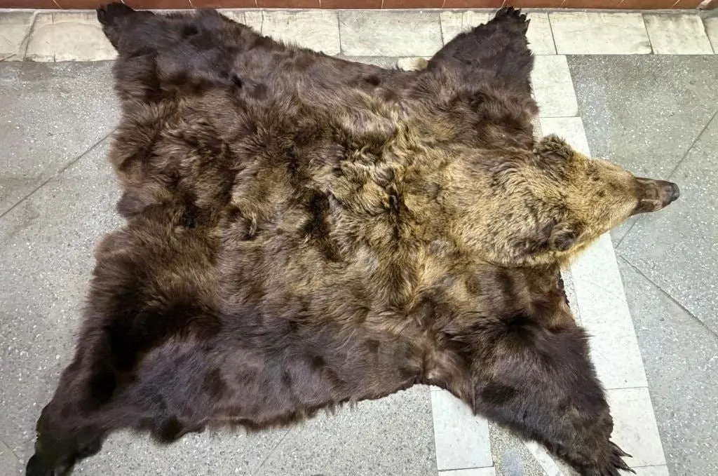 На пункте пропуска Павловка при попытке выезда в Казахстан у водителя обнаружили шкуру бурого медведя — у него не было сертификата CITES, в отношении него возбудили административное дело.