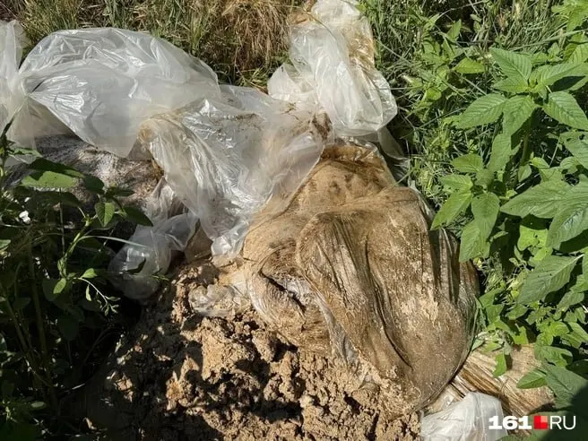 На центральном пляже Таганрога обнаружили мешки с песком, пропитанным мазутом, и камни с нефтяными пятнами. Власти утверждали, что пляжи чистые, Роспотребнадзор сообщает, что официальных обращений не поступало.