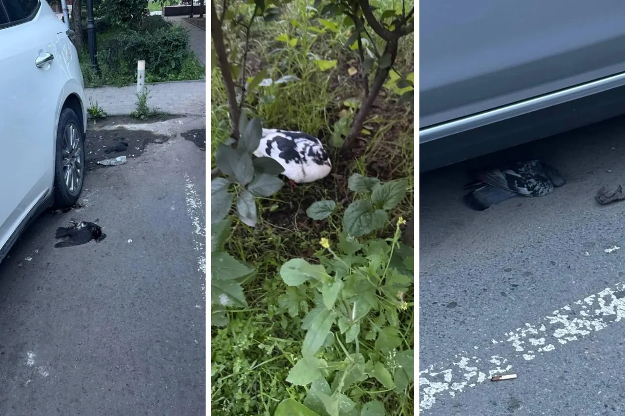 Жители Первореченского района, на Санаторной и в Садгороде сообщили о множестве мертвых и предположительно отравленных голубей. Орнитолог называет возможными причинами вирус или крысиный яд. Ответственные службы начали проверку.