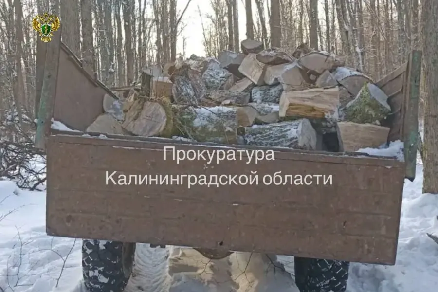 Прокуратура направила в суд уголовное дело: 36‑летний мужчина в феврале 2026 года без разрешений спилил дуб и граб и заготовил телегу древесины. Ущерб оценён в 717 тыс. рублей.