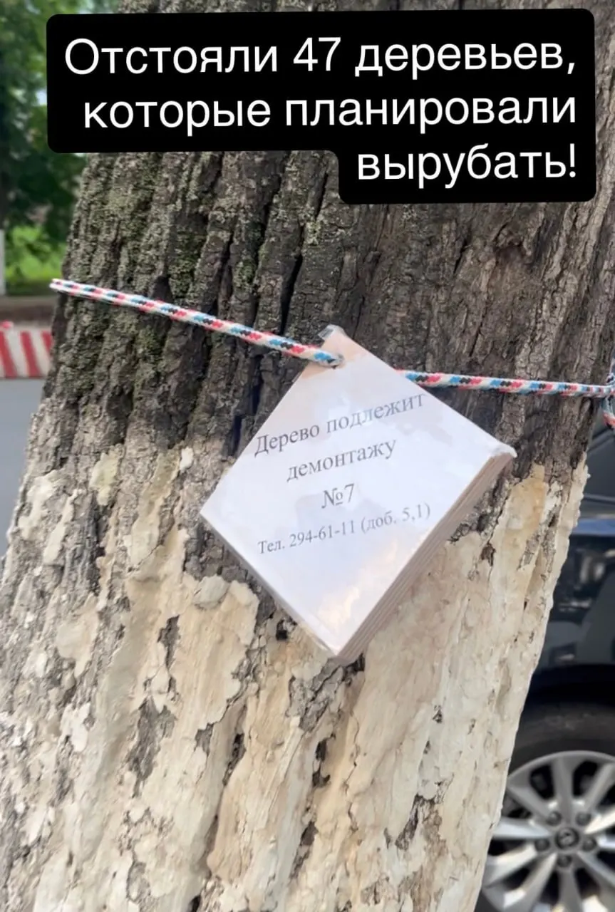 Городские активисты добились отмены массовой вырубки: оставить под снос предлагают только 10 аварийных деревьев, остальные оградили и защитили.