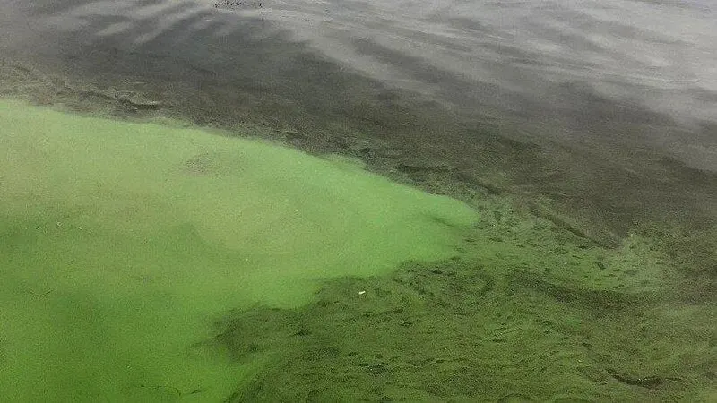 Жители набережной Саратова отмечают, что заросли водорослей расширились, в них собирается мусор и появился характерный запах болота; они обратились к главе города с просьбой убрать акваторию и нейтрализовать запах.