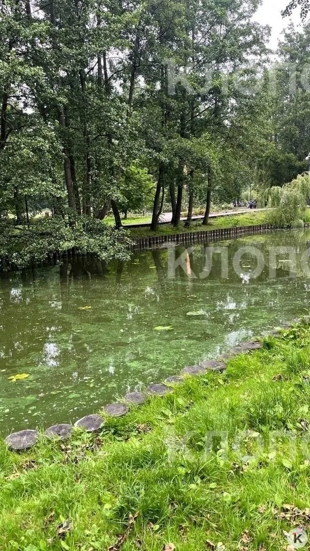 Вода в пруду Тортила позеленела и источает неприятный запах; туристы и местные жалуются. Администрация курорта сообщила, что отдел благоустройства займётся проверкой.