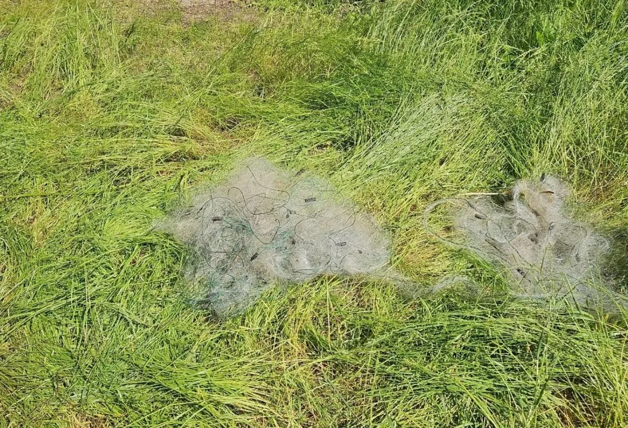Во время патрулирования Никольского озера 25 июня у 54‑летнего жителя Вознесенского изъяли сети, 25 линей с окунями и другие орудия лова; рассматривают вопрос о возбуждении уголовного дела по ст. 256 УК РФ.