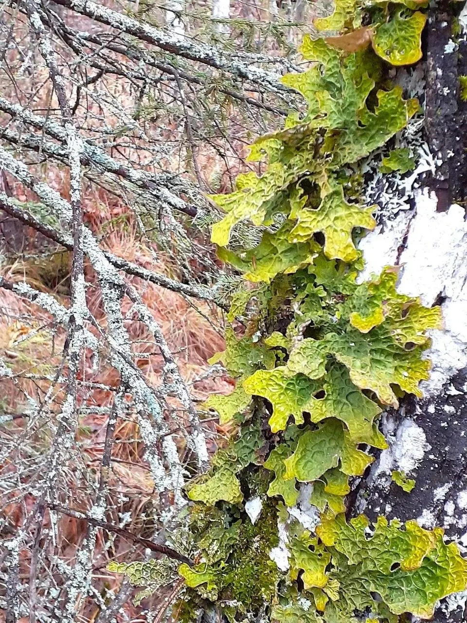В заповеднике обнаружили лобария лёгочная (Lobaria pulmonaria) — вид, занесённый в Красную книгу России и ряда регионов; он служит природным индикатором чистоты воздуха и старых лесов.