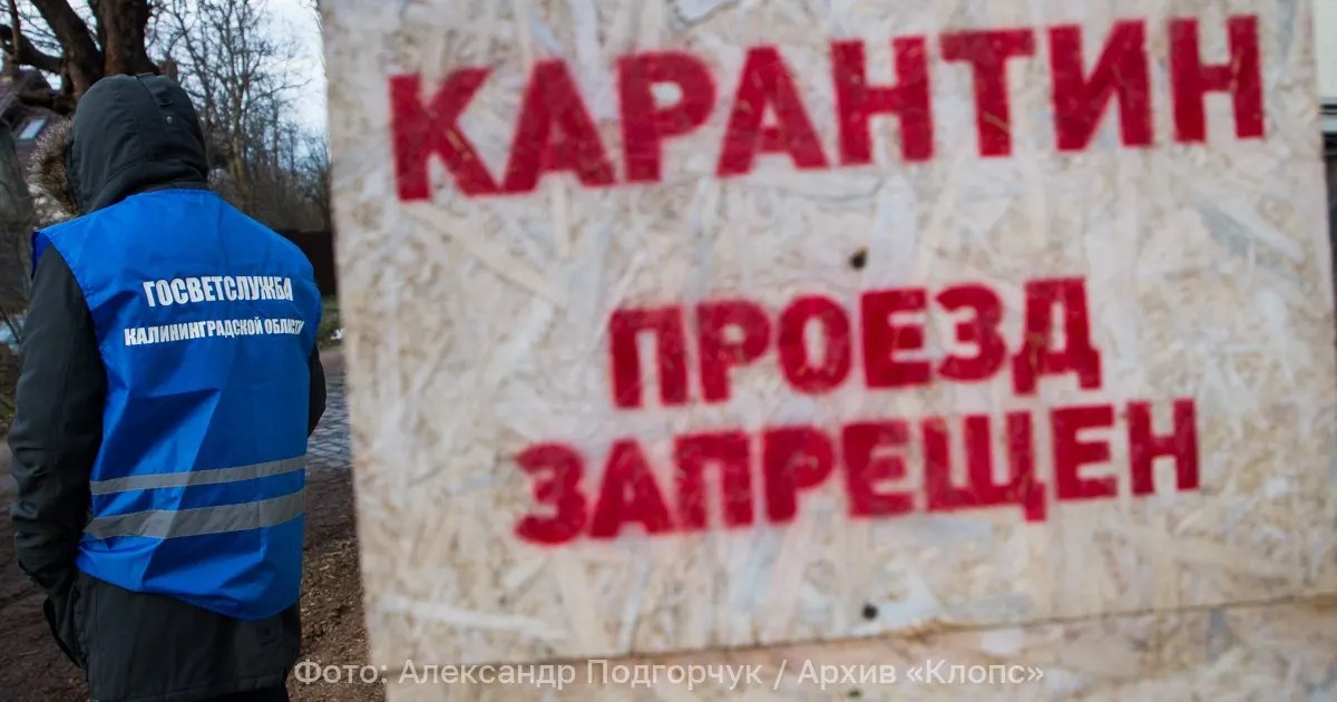 Около посёлка Лесное отменили карантин по антракнозу земляники: ограничения длились три года на площади 47 га. Лабораторные проверки не выявили карантинного объекта.