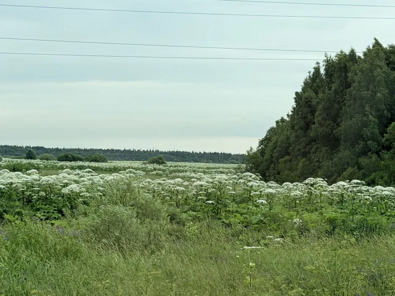 В Нелазском и вдоль трасс Череповецкого района отмечают массовое распространение борщевика. Владельцам участков грозят серьёзные штрафы за игнорирование проблемы.