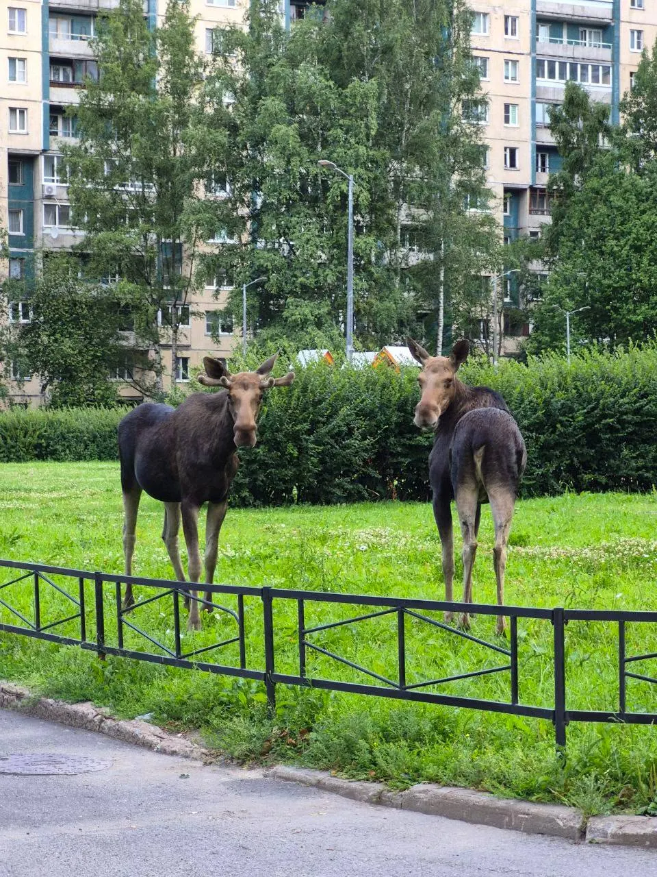 Двух лосей заметили на проспекте Сизова и на Репищевой улице. В мае–июле такие случаи в городе повторяются, животных обычно отлавливают и выпускают в лес.