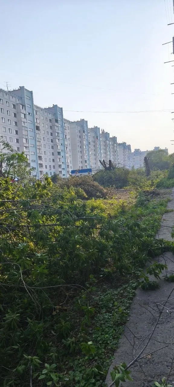 Жители сообщают о спилах в разных частях города — в ОбьГЭС, в центре и на улице Кирова. Депутат указывает, что срублены не самые аварийные деревья, администрация ссылается на борьбу с вредителем и плановую замену.
