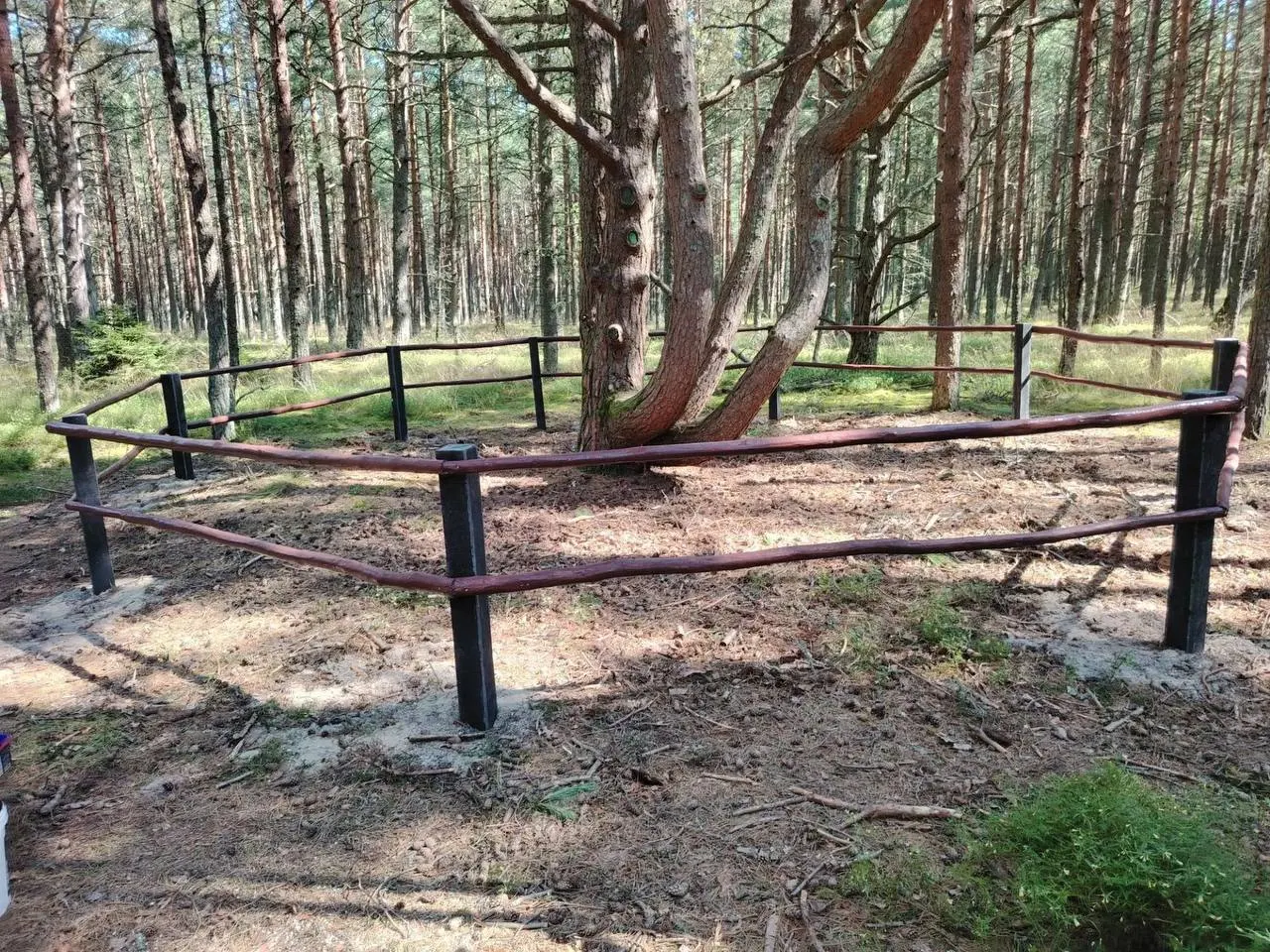 В национальном парке «Куршская коса» вокруг уникальной многоствольной сосны на экологической тропе установили новое ограждение; посетителям напомнили не лазить по деревьям.