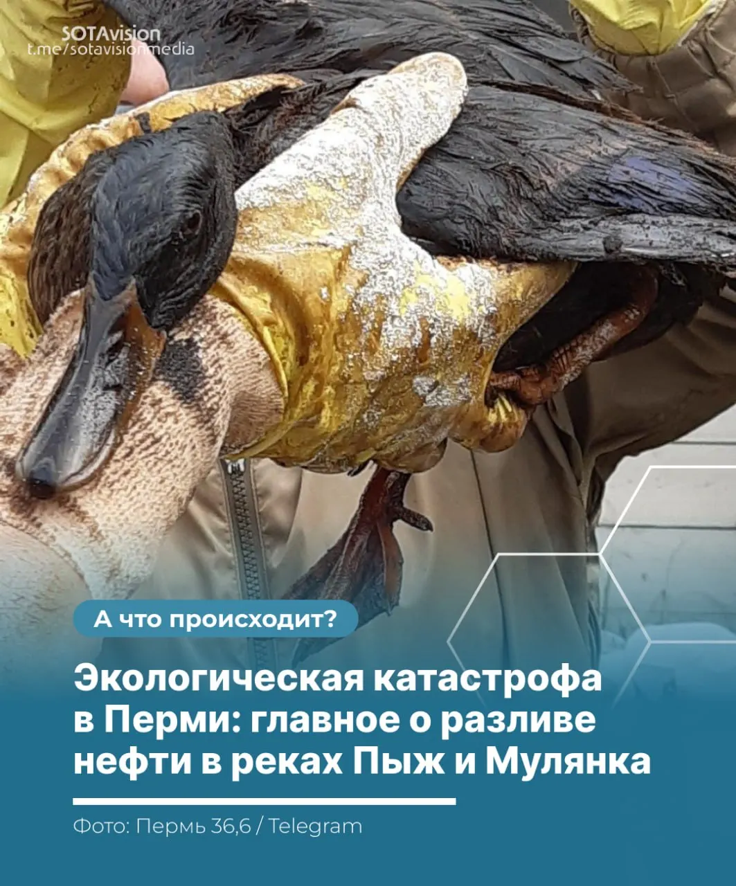 В Пермском крае зафиксирован разлив нефтепродуктов в реках Пыж и Мулянка. Власти говорят о локализации и отсутствии угрозы для Камы, тогда как экологи отмечают продолжающееся распространение и говорят о многолетнем восстановлении экосистем. Волонтёры, ветеринары и сотрудники зоопарка спасают пострадавших животных.