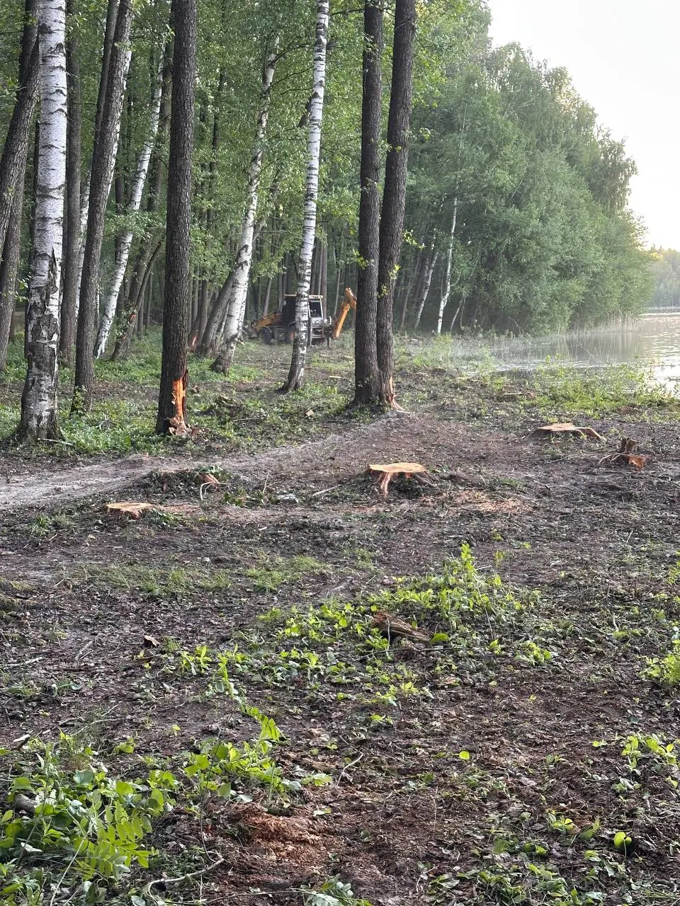 Природоохранная прокуратура зафиксировала вырубку деревьев и свалку на территории памятника природы Сегденское озеро и потребовала принудительного исполнения решения о создании охранной зоны.