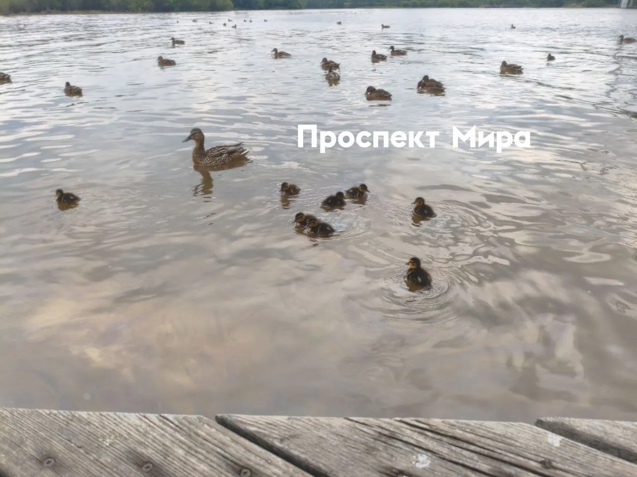 На&nbsp;Енисее у&nbsp;вантового моста заметили бензиновую плёнку