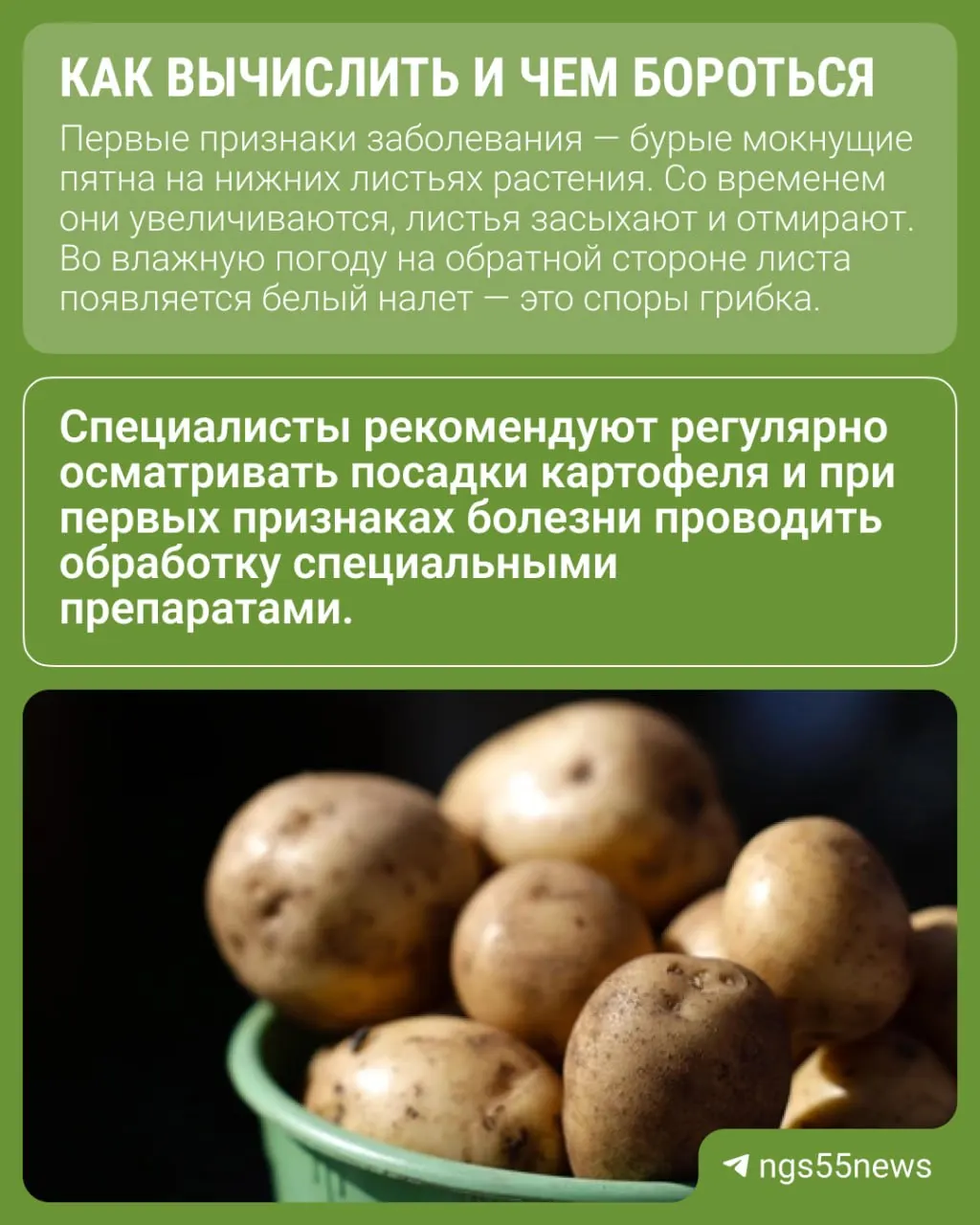 Из-за продолжительных дождей и жары в регионе распространяется фитофтороз — грибковое заболевание, которое при сильном поражении может сократить урожай до 70%.