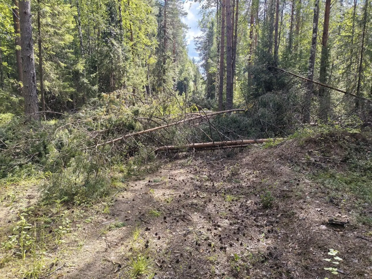 Чиновники выдали разрешение на заготовку 5 000 кубометров леса рядом с деревней Вершина; губернатор пообещал рассмотреть возможность замены участка, чтобы соблюсти требования и не нарушить образ жизни местных жителей.