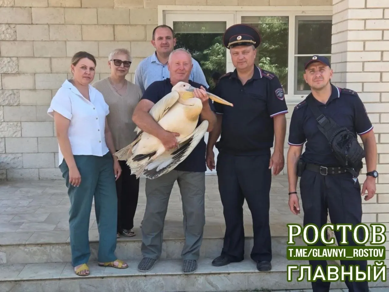 Птицу обнаружили сотрудники охотхозяйства. Пеликан получил травмы, ему предстоит лечение и реабилитация в зоопарке, с возможной реабилитацией в дикую природу.