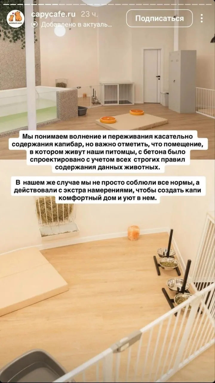 Обсуждают условия содержания капибар в кафе на Сокольниках: защитники животных высказывают сомнения, а представители заведения — опровергают обвинения.