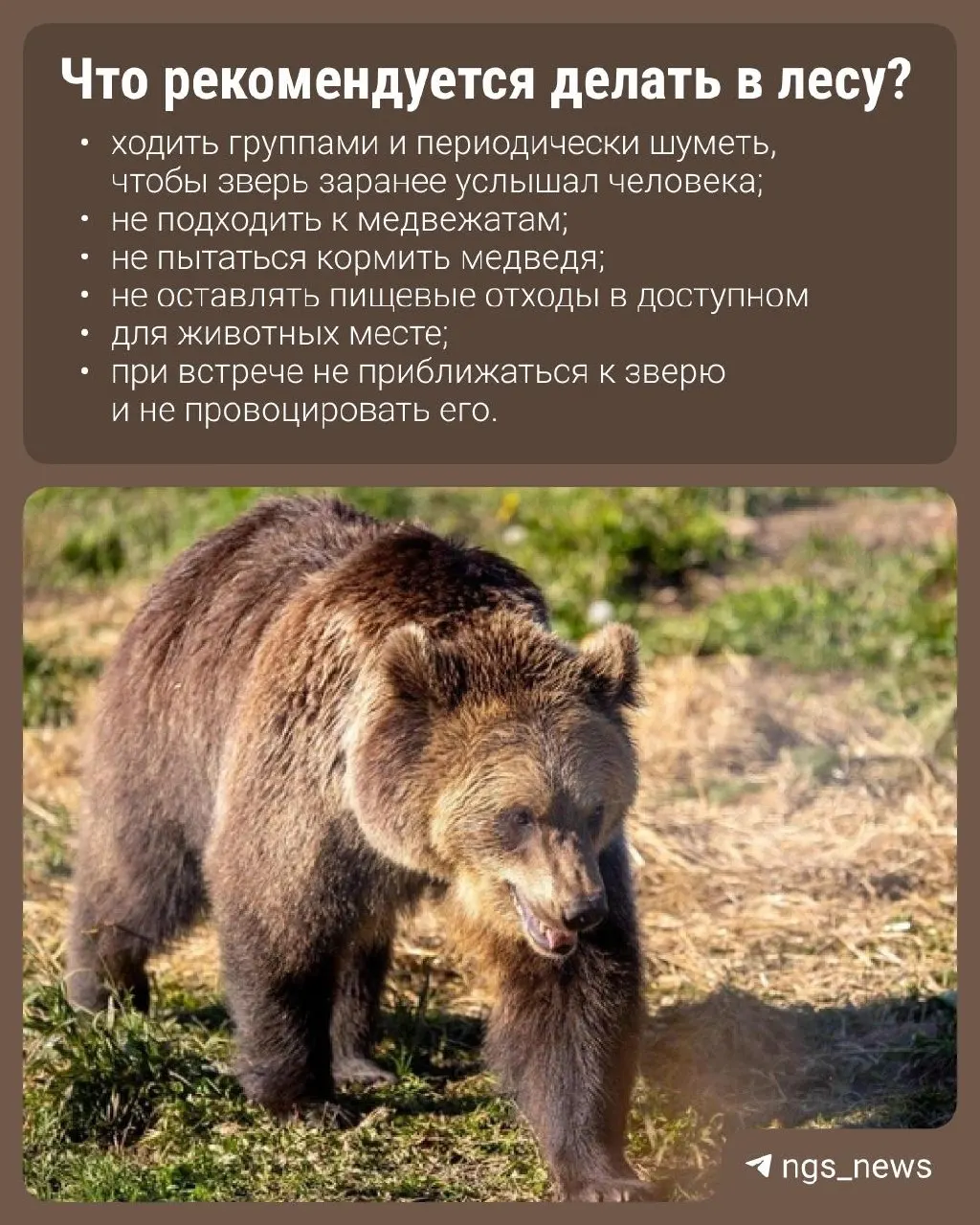 Пожары в регионе вынуждают медведей уходить на новые маршруты и приближаться к населённым пунктам; власти Колыванского района вводят меры по учёту и ограничению численности зверей, безопасность людей остаётся приоритетной.