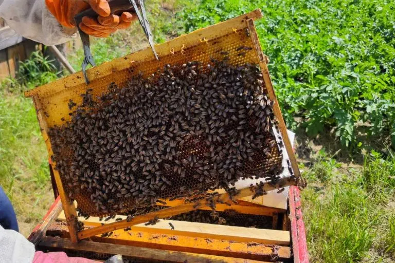 В регионе зафиксирована массовая гибель пчёл после обработки полей; специалисты нашли следы пестицидов в образцах, ущерб оценивается в миллионы рублей, ведётся расследование.