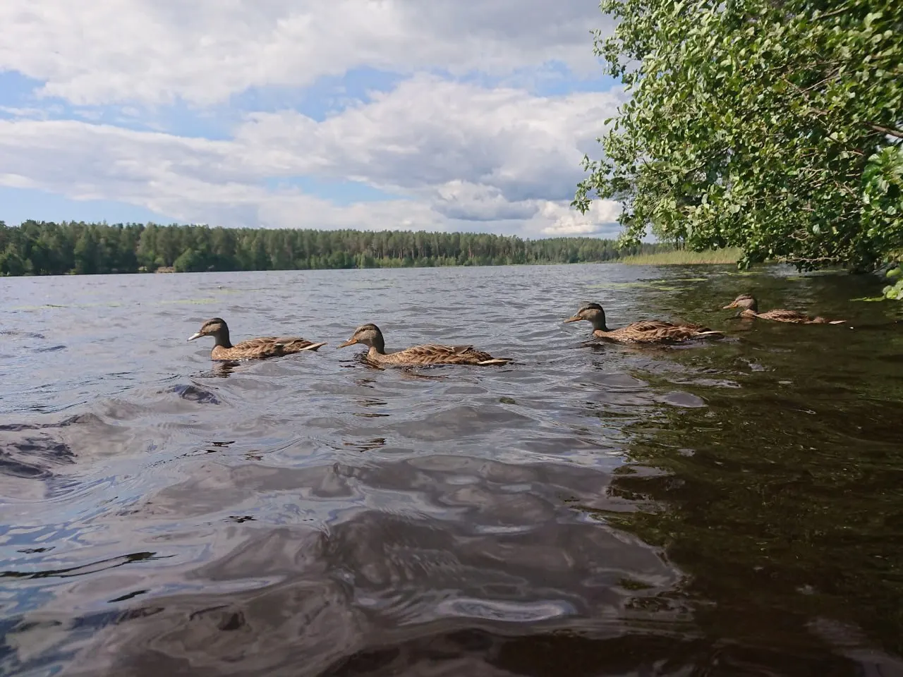 Жители Зеленогорска требуют присвоить участку леса статус охраняемой территории, чтобы предотвратить вырубку на площади 22 гектаров.
