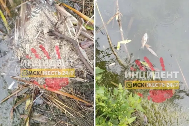 Обнаружены мёртвые утки и рыба в омском озере Кирпичка; на поверхности воды заметна маслянистая плёнка и пахнет необычно.