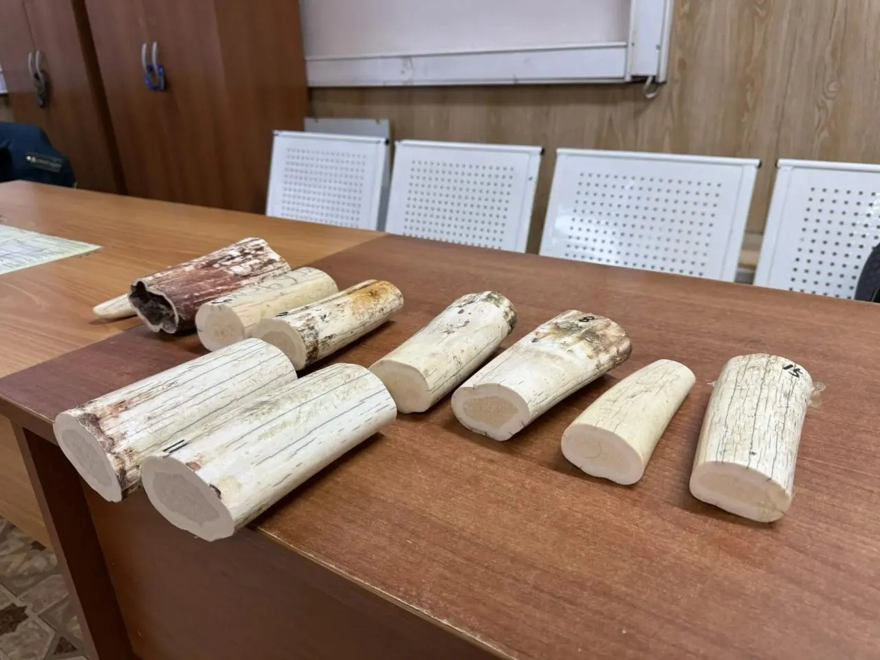 Две россиянки и иностранный гражданин пытались вывезти бивни моржа; при досмотре нашли десять бивней суммарной массой около семи килограммов. Против нарушителей возбуждены дела об административных правонарушениях.