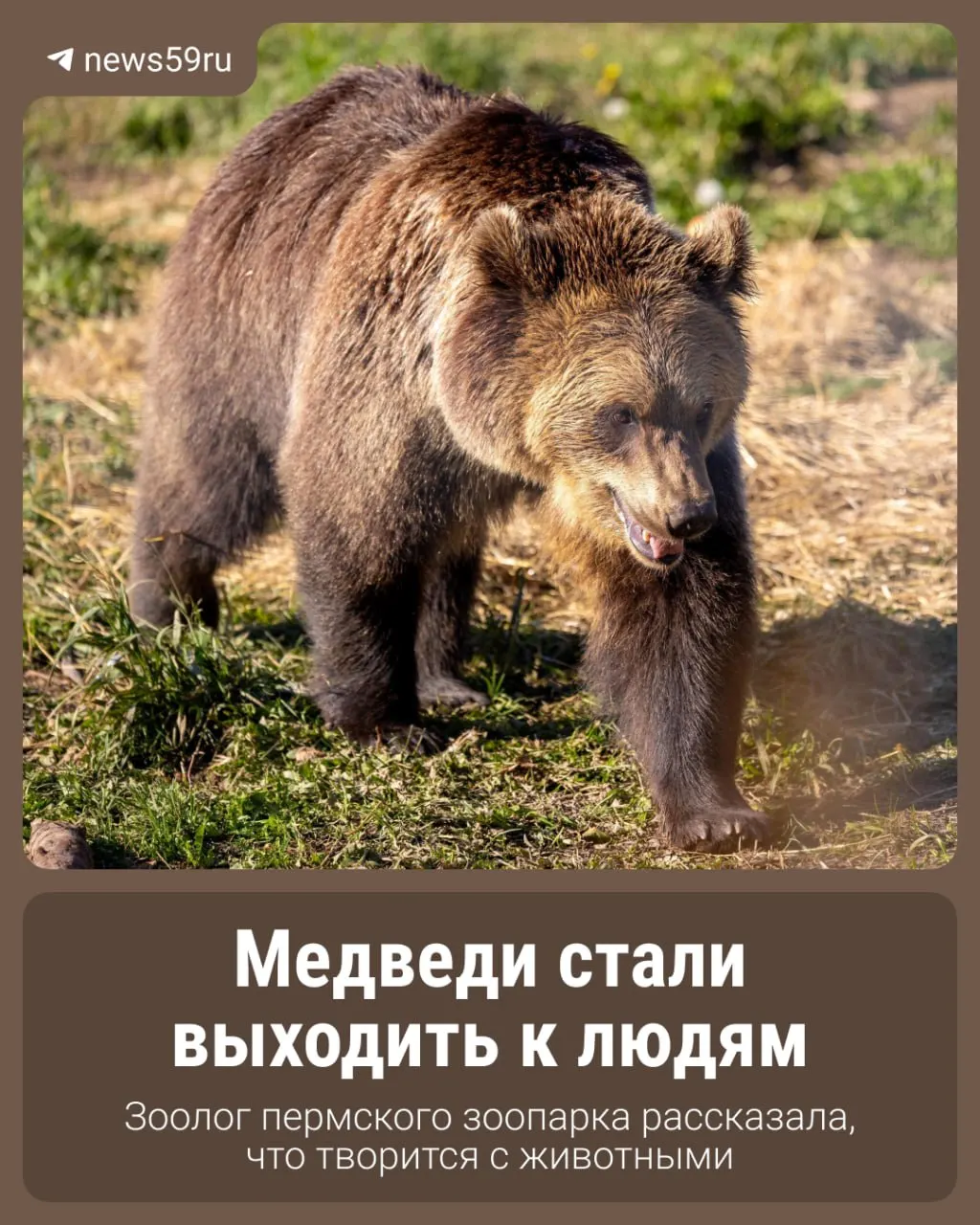 В регионах России отмечается рост активности медведей: звери всё чаще подходят к населённым пунктам и турбазам. Эксперты обсуждают причины и дают советы по безопасности.
