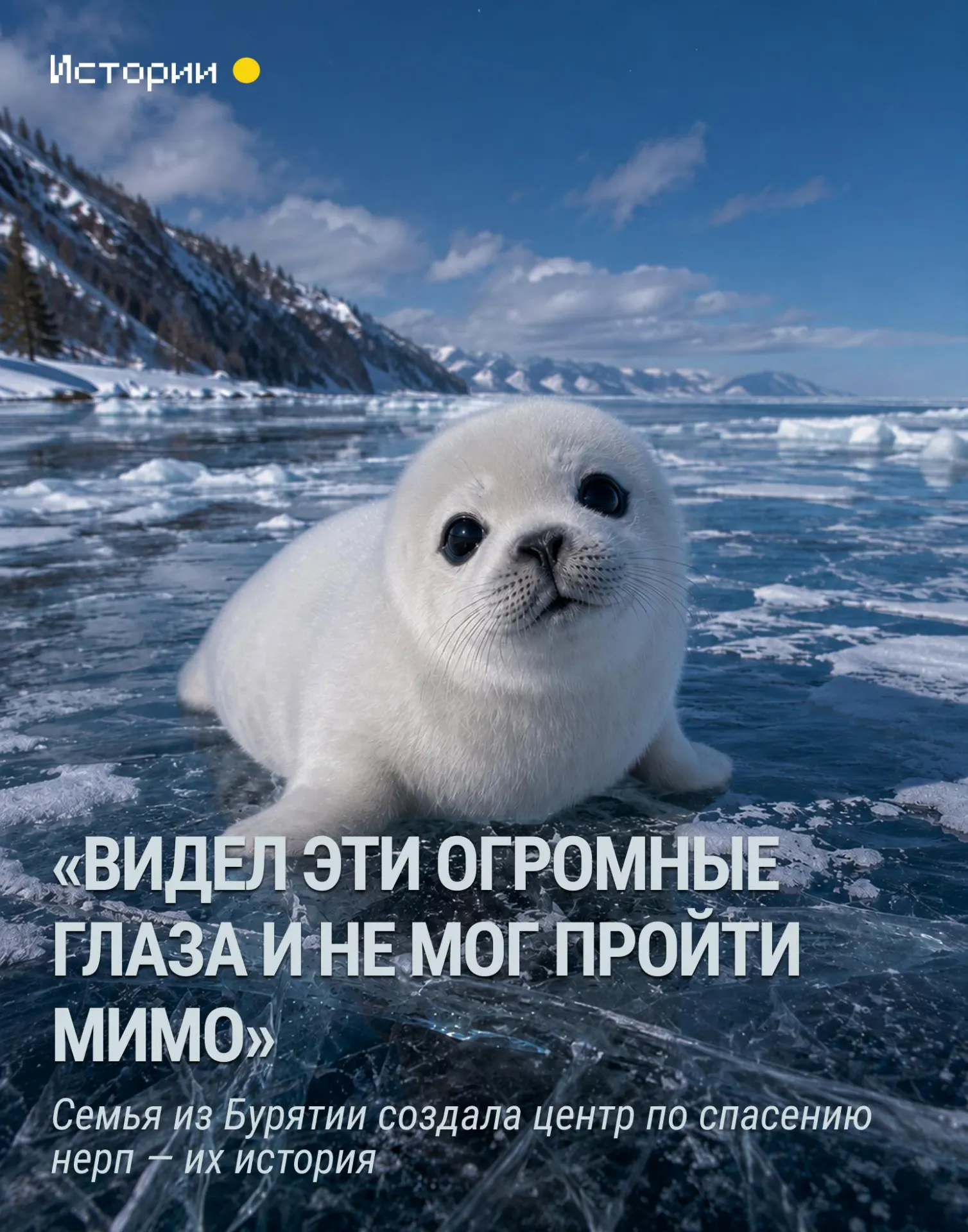 История семьи, спасшей нерпят на Байкале, и их работы по возвращению животных в дикую природу.