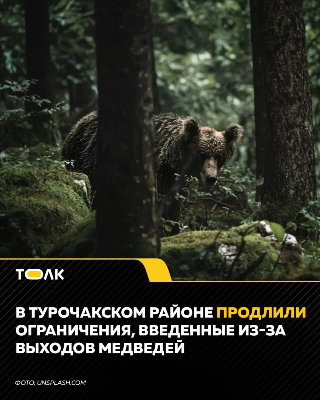 Из-за угрозы нападения диких медведей в Турочакском районе продлены ограничения до конца сентября: передвижение и пребывание в ночное время запрещено, магазины работают до 20:00; обучение будет организовано с учетом ограничений.