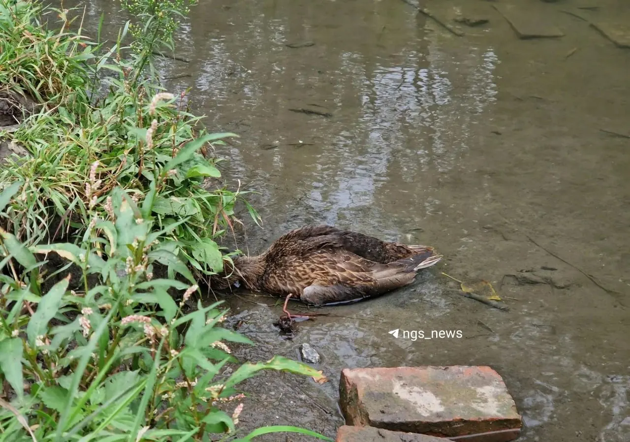 В парке Каменка зафиксирована массовая гибель водоплавающих. На воде замечено около 40 живых птиц, погибшие обнаружены на берегу; рассматриваются версии естественных причин и возможного загрязнения, проводятся проверки.