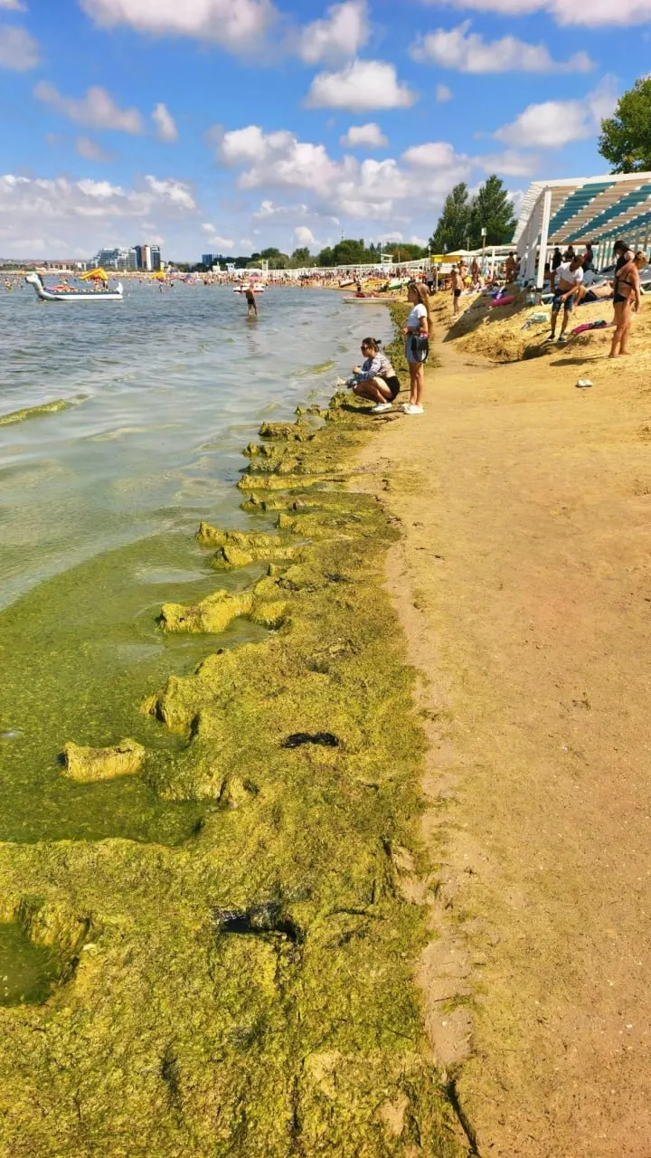 На берегу Анапы отдыхающие замечают водоросли и медуз-корнеротов; явление не мешает купанию.