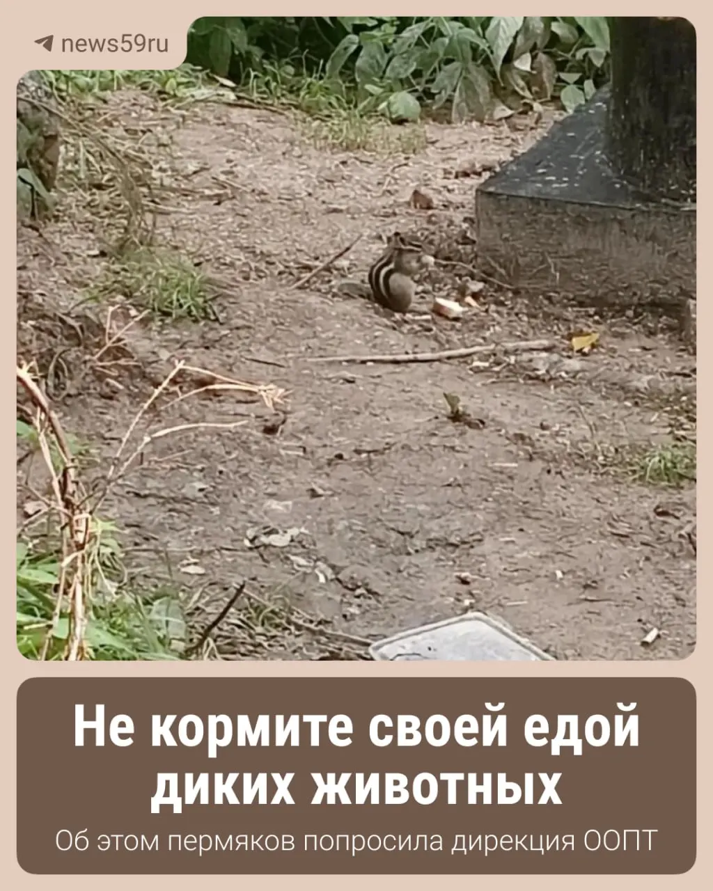 Жителей Прикамья призвали воздержаться от кормления диких животных и птиц: такие действия могут навредить экосистеме и обитателям лесов.