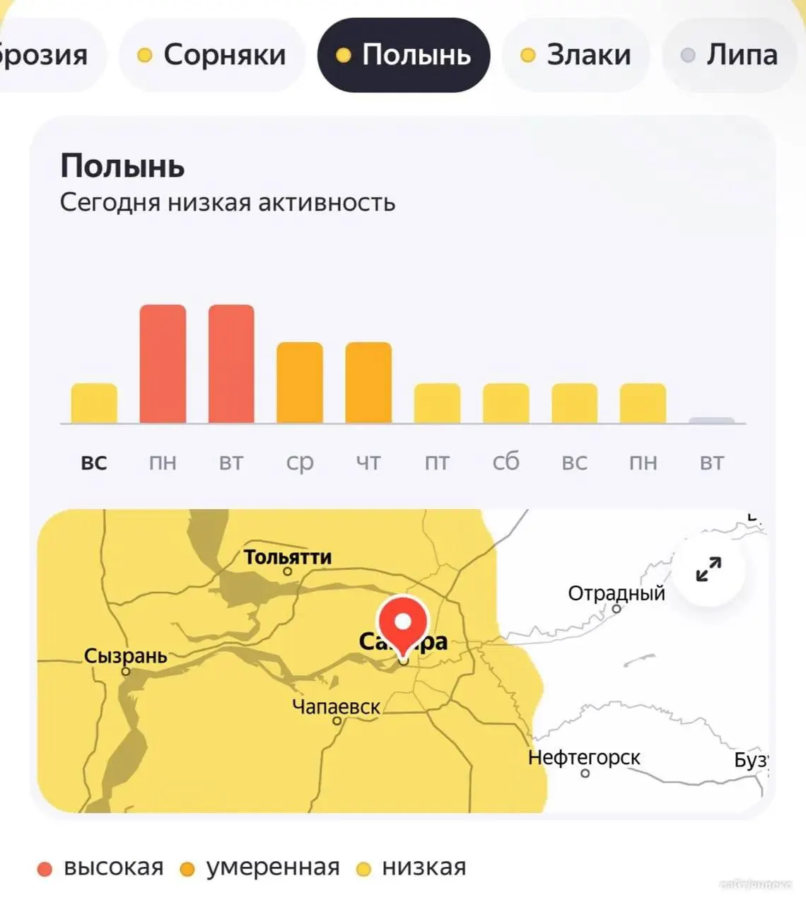 Очередная волна пыльцы накрыла регион: амброзия, полынь и злаки — главные раздражители.