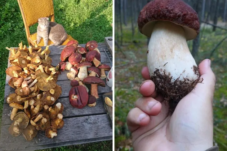 Грибной урожай региона неодинаков: в Муромцевском районе он впечатляет, а в соседних районах количество грибов заметно меньше.