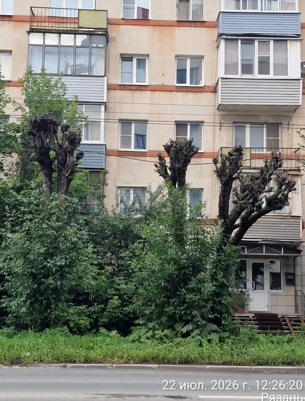 За июль–август активисты прошли по 22 улицам и зафиксировали свыше 1500 деревьев с признаками увядания; они обратились в природоохранную прокуратуру и другие инстанции.